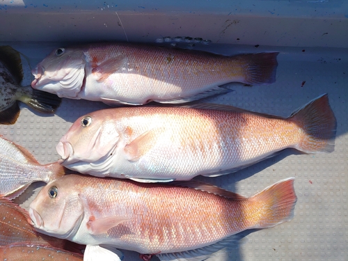 アマダイの釣果