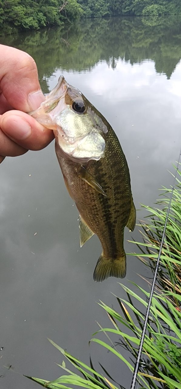 ラージマウスバス