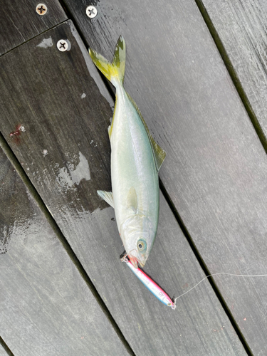 ショゴの釣果