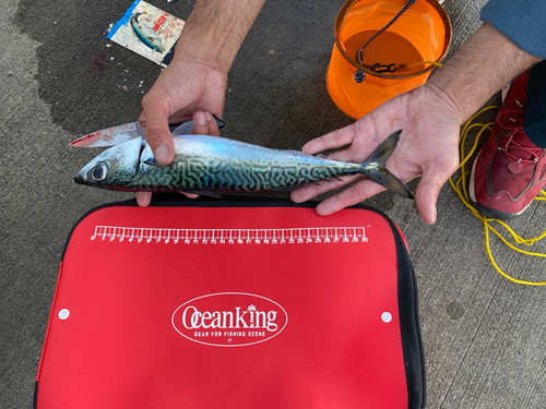 サバの釣果