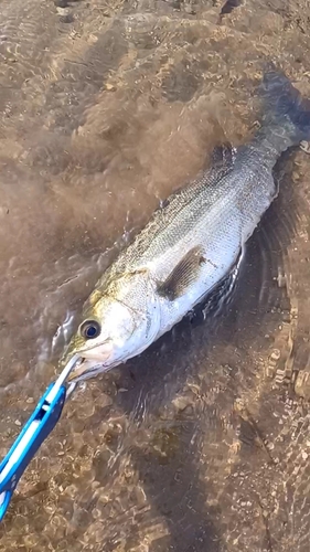 スズキの釣果