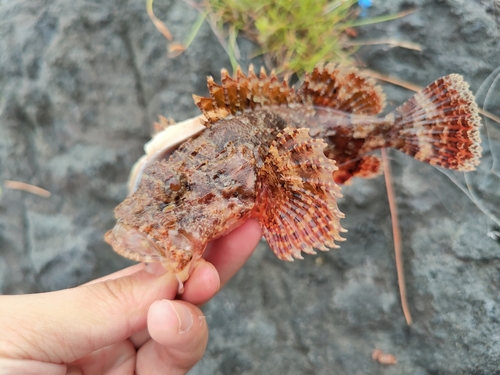 オニカサゴの釣果