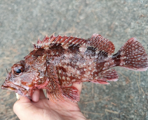 カサゴの釣果