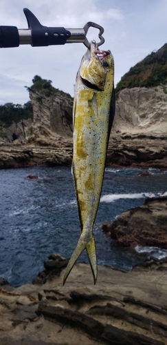 シイラの釣果