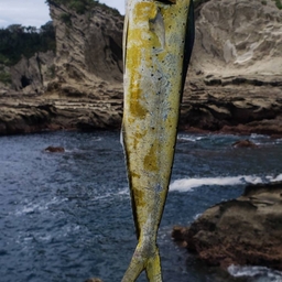 シイラ