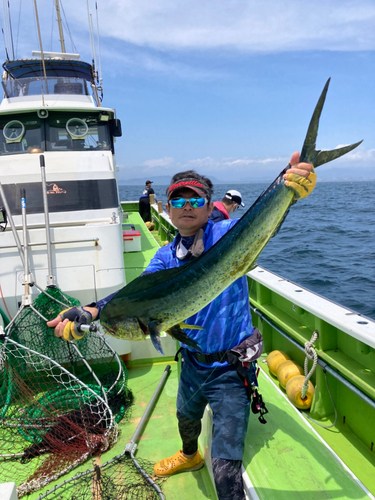 シイラの釣果