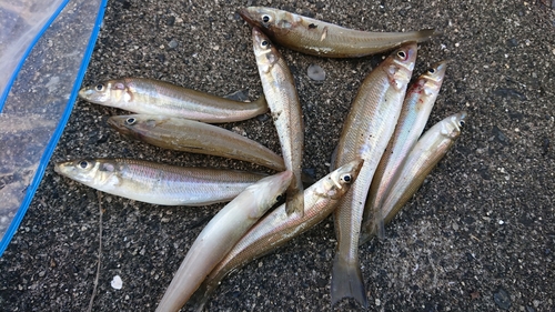 キスの釣果