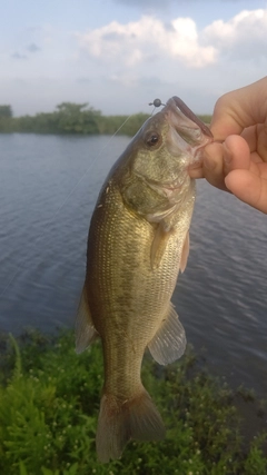 ラージマウスバスの釣果