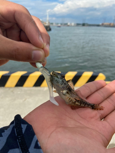 アナハゼの釣果