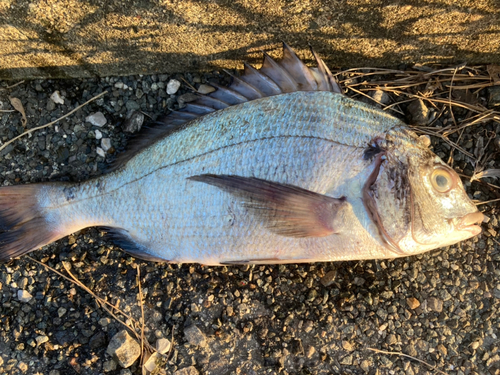 クロダイの釣果