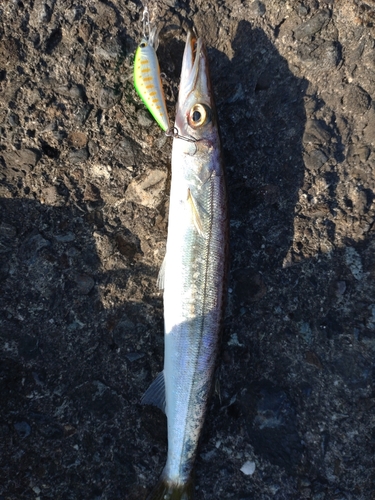 カマスの釣果