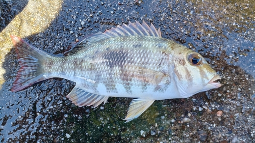 マトフエフキの釣果