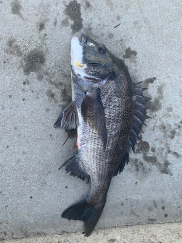 チヌの釣果