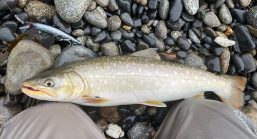 アメマスの釣果