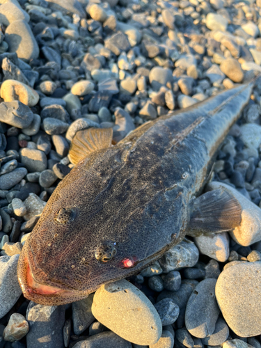 マゴチの釣果