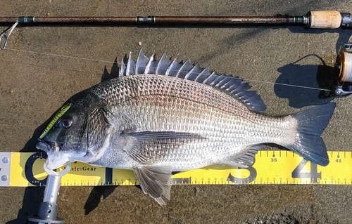 クロダイの釣果