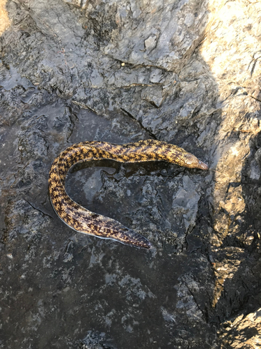 ウツボの釣果