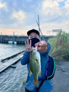 ブラックバスの釣果