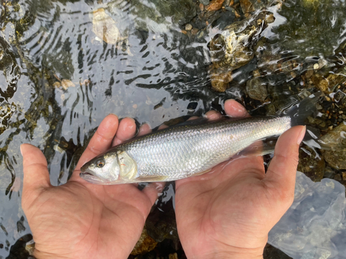 ハスの釣果