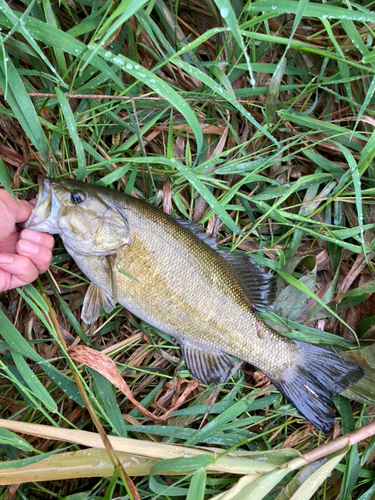 スモールマウスバスの釣果