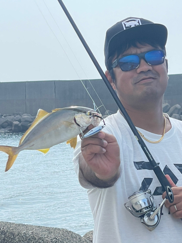 ショゴの釣果