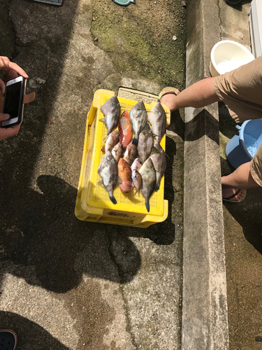 ウマヅラハギの釣果