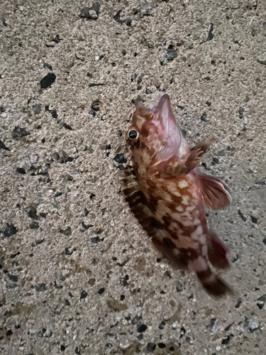 カサゴの釣果