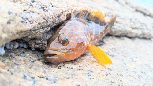 キジハタの釣果