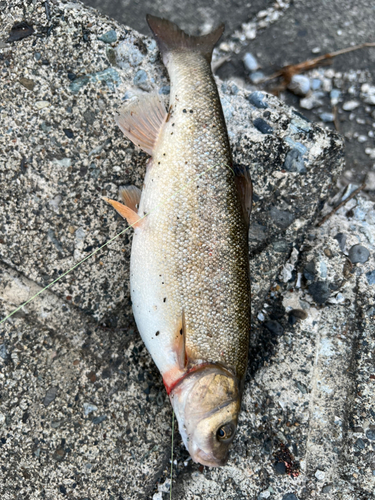 ウグイの釣果