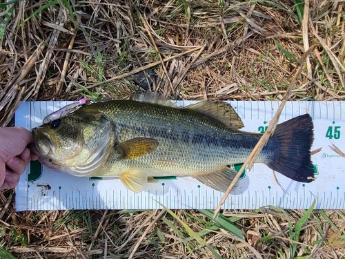 ラージマウスバスの釣果