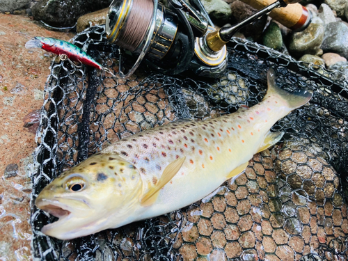 ブラウントラウトの釣果