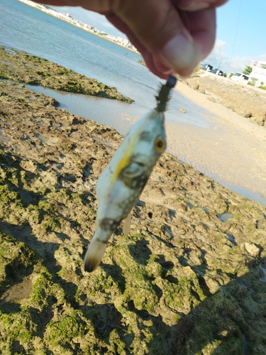 オキナワフグの釣果