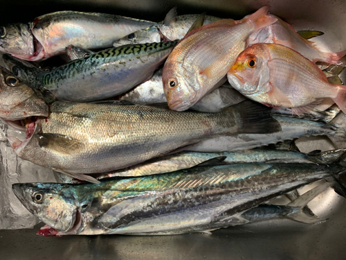 サゴシの釣果