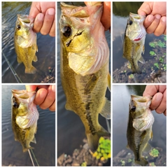 ブラックバスの釣果
