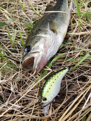 ラージマウスバスの釣果