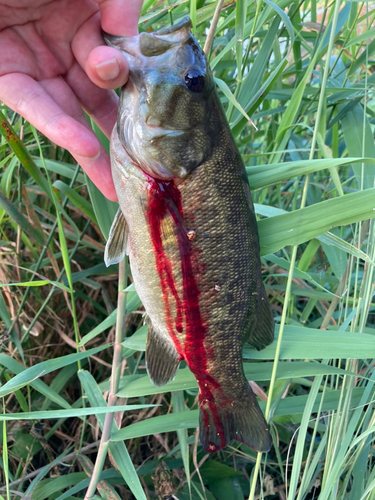 スモールマウスバスの釣果