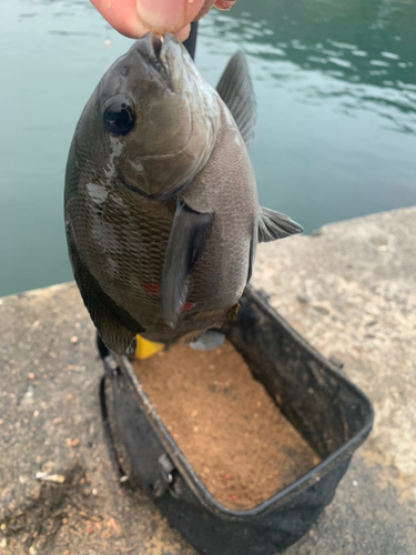 メジナの釣果