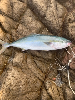 ハマチの釣果