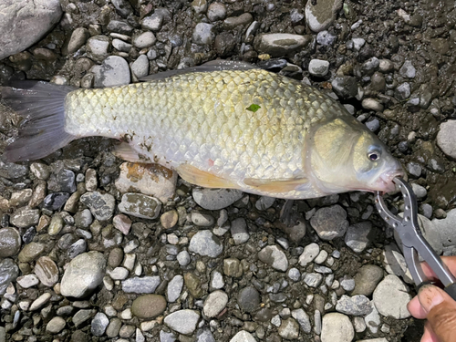 ヘラブナの釣果