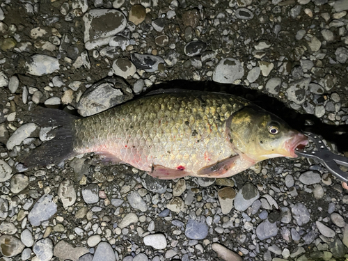 ヘラブナの釣果