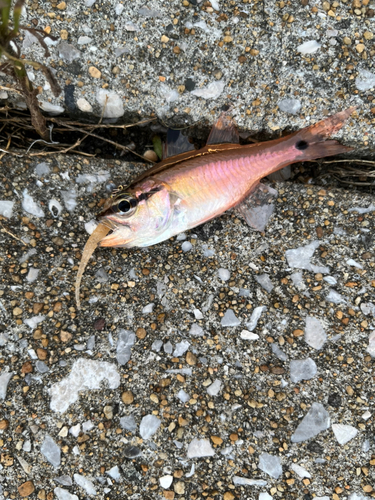 ネンブツダイの釣果