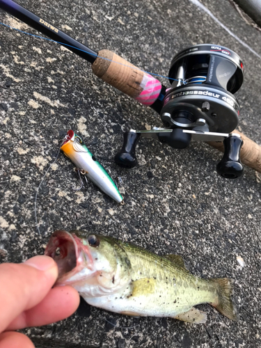 ブラックバスの釣果