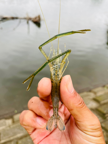 テナガエビの釣果