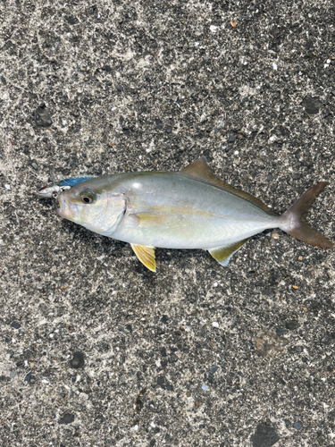 ショゴの釣果