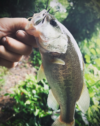 ラージマウスバスの釣果