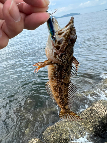 ハゼの釣果