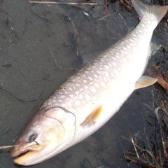 アメマスの釣果