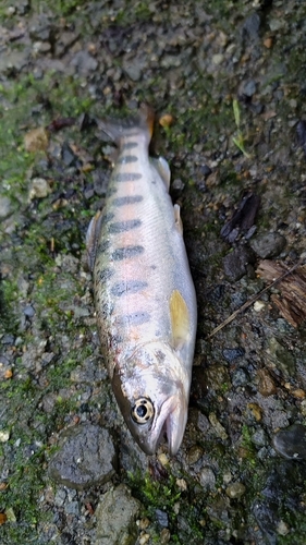 ヤマメの釣果