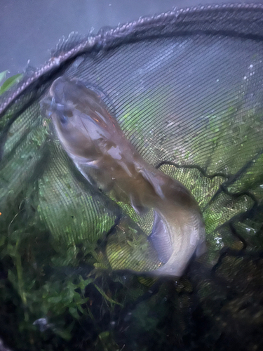 アメリカナマズの釣果