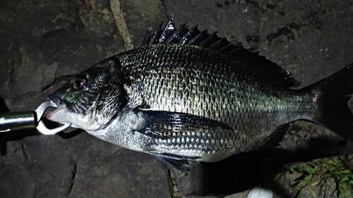 クロダイの釣果